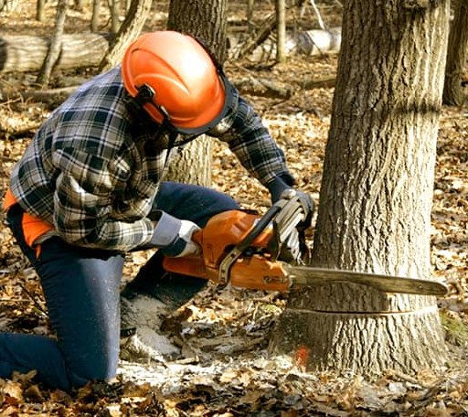 Tree Removal in Fossil, OR